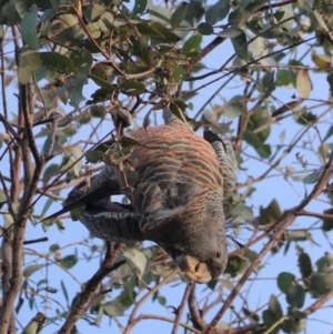 Callocephalon fimbriatum at Hughes, ACT - 23 Apr 2020