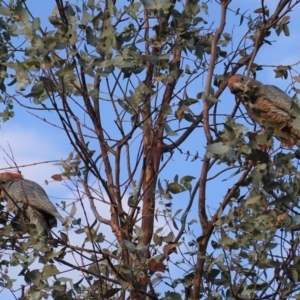 Callocephalon fimbriatum at Hughes, ACT - 23 Apr 2020