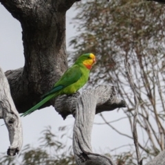 Polytelis swainsonii (Superb Parrot) at GG38 - 20 Apr 2020 by JackyF