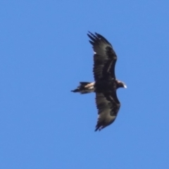 Aquila audax at Hughes, ACT - 21 Apr 2020