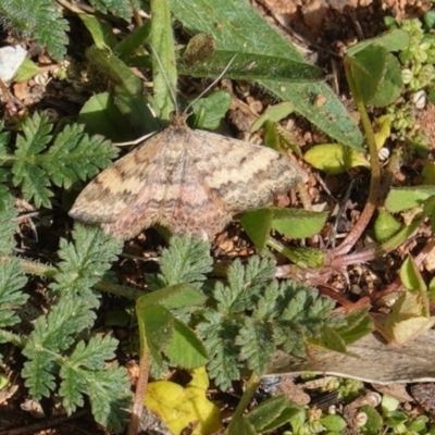 Scopula rubraria (Reddish Wave, Plantain Moth) at Deakin, ACT - 21 Apr 2020 by JackyF