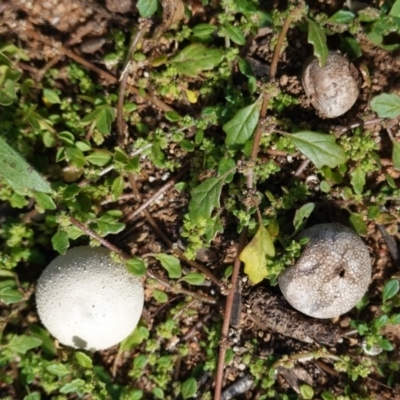 Bovista (A puffball) at Deakin, ACT - 21 Apr 2020 by JackyF