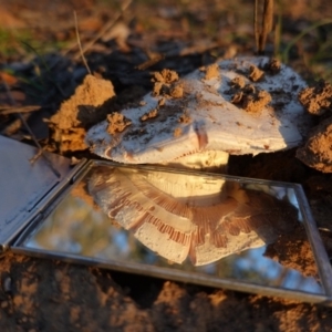 Amanita sp. at Deakin, ACT - 22 Apr 2020