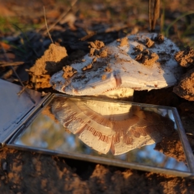 Amanita sp. (Amanita sp.) at Deakin, ACT - 22 Apr 2020 by JackyF