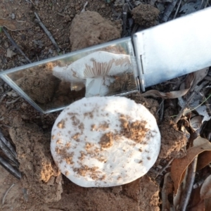 Amanita sp. at Deakin, ACT - 22 Apr 2020