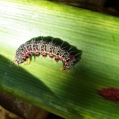 Phalaenoides glycinae (Grapevine Moth) at Hughes, ACT - 25 Apr 2020 by JackyF