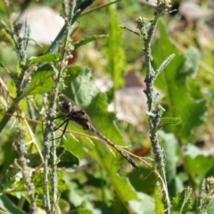 Hemicordulia tau (Tau Emerald) at Deakin, ACT - 25 Apr 2020 by JackyF