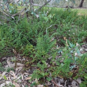 Cheilanthes sieberi at Hughes, ACT - 25 Apr 2020