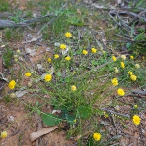 Calotis lappulacea at Hughes, ACT - 25 Apr 2020