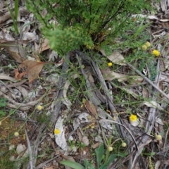 Calotis lappulacea at Hughes, ACT - 25 Apr 2020