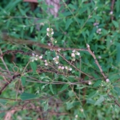 Einadia nutans (Climbing Saltbush) at Hughes, ACT - 25 Apr 2020 by JackyF