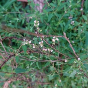 Einadia nutans at Hughes, ACT - 25 Apr 2020 04:17 PM