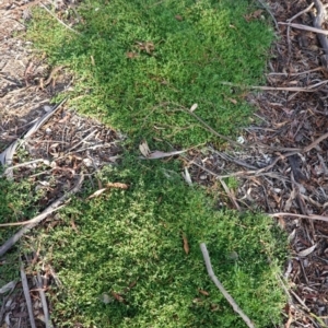 Einadia nutans at Hughes, ACT - 25 Apr 2020 04:17 PM