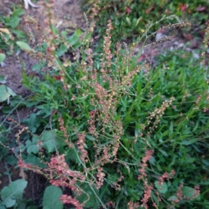 Rumex acetosella at Hughes, ACT - 25 Apr 2020