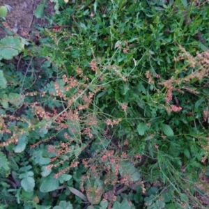 Rumex acetosella at Hughes, ACT - 25 Apr 2020