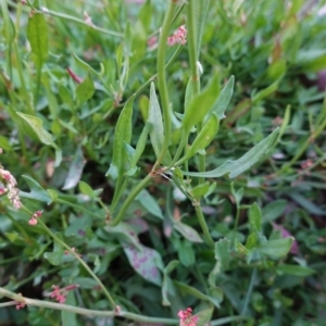 Rumex acetosella at Hughes, ACT - 25 Apr 2020