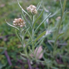 Pseudognaphalium luteoalbum (Jersey Cudweed) at Hughes, ACT - 25 Apr 2020 by JackyF