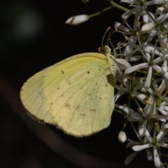 Eurema smilax at Coree, ACT - 25 Apr 2020