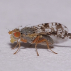 Tephritidae sp. (family) (Unidentified Fruit or Seed fly) at Evatt, ACT - 6 Nov 2015 by TimL