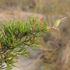 Grevillea juniperina at Paddys River, ACT - 29 Dec 2019 07:32 PM