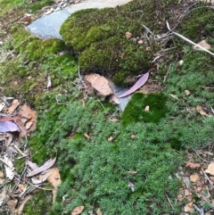 Polytrichaceae sp. (family) at Majura, ACT - 11 Oct 2019 04:38 PM