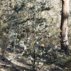 Acacia baileyana at Illilanga & Baroona - 24 Apr 2020 02:43 PM