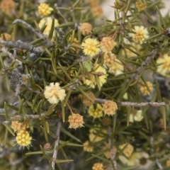 Acacia ulicifolia (Prickly Moses) at Michelago, NSW - 13 Oct 2018 by Illilanga