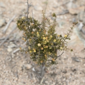 Acacia ulicifolia at Illilanga & Baroona - 13 Oct 2018