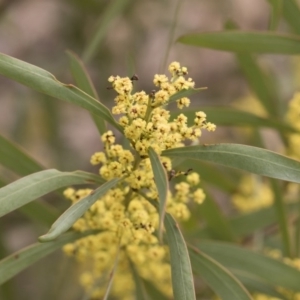 Acacia rubida at Illilanga & Baroona - 13 Oct 2018 11:48 AM