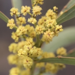 Acacia rubida at Illilanga & Baroona - 13 Oct 2018 11:48 AM