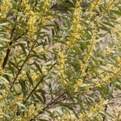 Acacia rubida at Illilanga & Baroona - 13 Oct 2018 11:48 AM