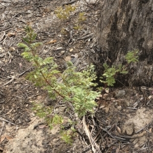 Acacia rubida at Illilanga & Baroona - 13 Oct 2018