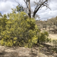 Acacia rubida at Illilanga & Baroona - 13 Oct 2018 11:48 AM