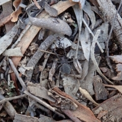 Nuliodon fishburni at Cook, ACT - 23 Apr 2020