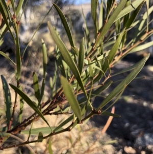 Acacia rubida at Illilanga & Baroona - 22 Aug 2018