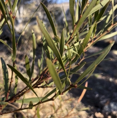 Acacia rubida (Red-stemmed Wattle, Red-leaved Wattle) at Michelago, NSW - 22 Aug 2018 by Illilanga