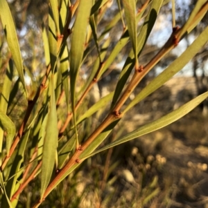 Acacia rubida at Illilanga & Baroona - 22 Aug 2018