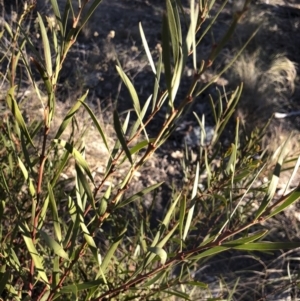 Acacia rubida at Illilanga & Baroona - 22 Aug 2018