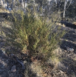 Acacia rubida at Illilanga & Baroona - 22 Aug 2018