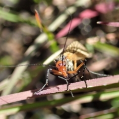 Chorista australis (Autumn scorpion fly) at Cook, ACT - 23 Apr 2020 by CathB