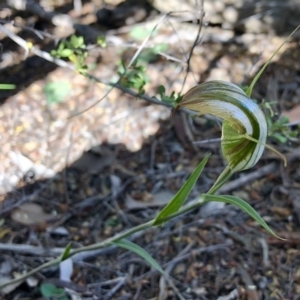 Diplodium ampliatum at Kambah, ACT - 25 Apr 2020