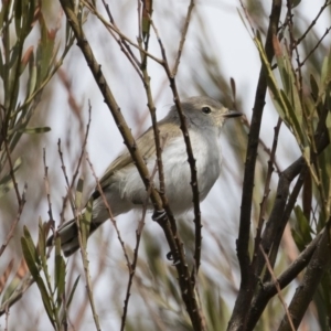 Gerygone fusca at Michelago, NSW - 15 Feb 2020