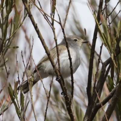 Gerygone fusca (Western Gerygone) at Illilanga & Baroona - 15 Feb 2020 by Illilanga