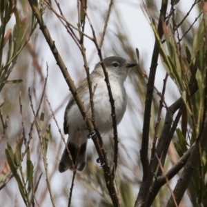 Gerygone fusca at Michelago, NSW - 15 Feb 2020