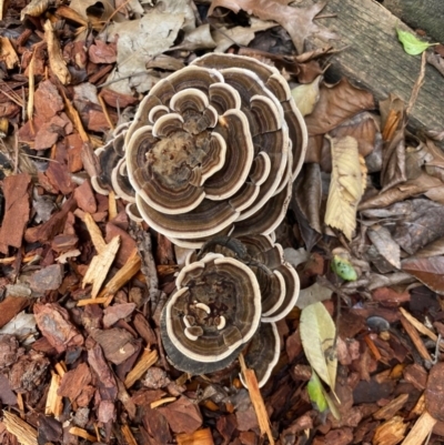Trametes versicolor (Turkey Tail) at Deakin, ACT - 13 Apr 2020 by Boronia