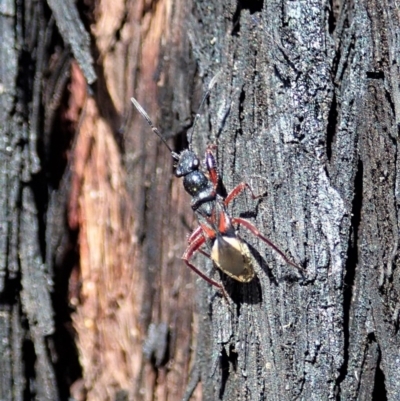Daerlac cephalotes (Ant Mimicking Seedbug) at Aranda Bushland - 23 Apr 2020 by CathB