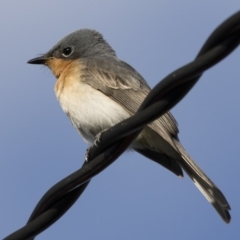 Myiagra rubecula (Leaden Flycatcher) at Illilanga & Baroona - 9 Mar 2020 by Illilanga