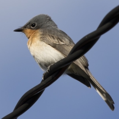 Myiagra rubecula (Leaden Flycatcher) at Illilanga & Baroona - 9 Mar 2020 by Illilanga