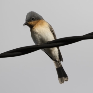 Myiagra rubecula at Michelago, NSW - 9 Mar 2020