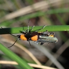 Chauliognathus tricolor at Cook, ACT - 23 Apr 2020